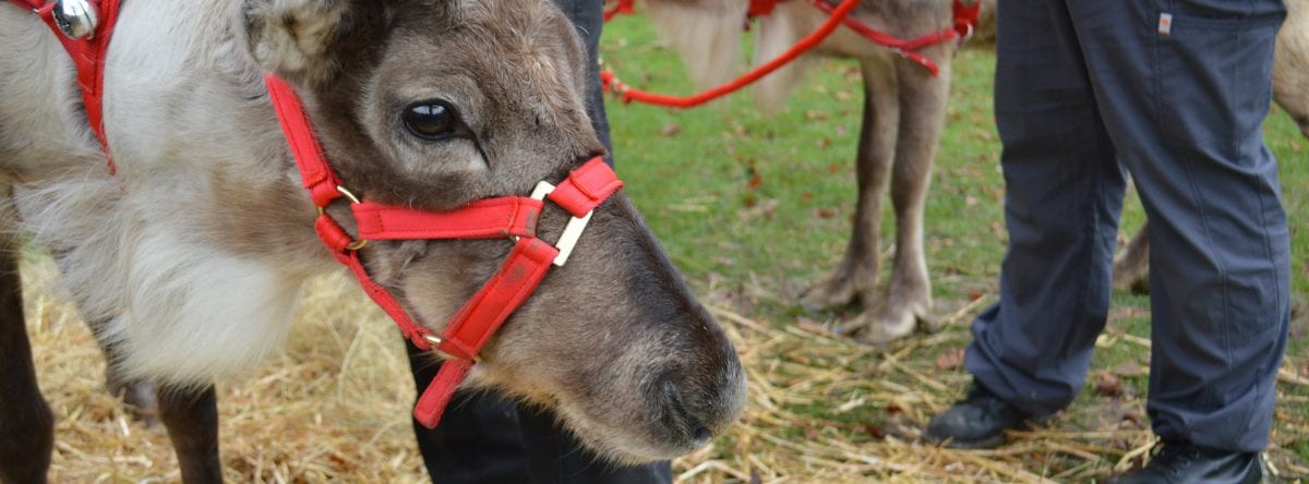 Reindeer
