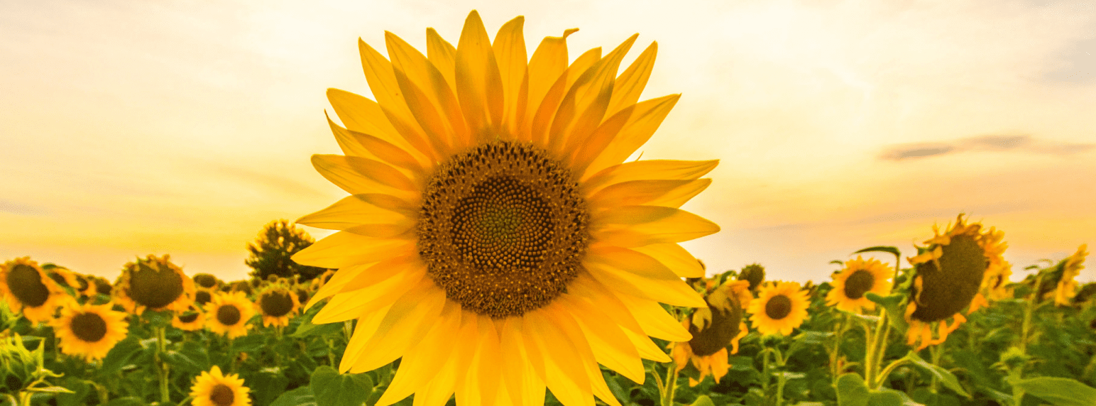 Sunflower growing competition