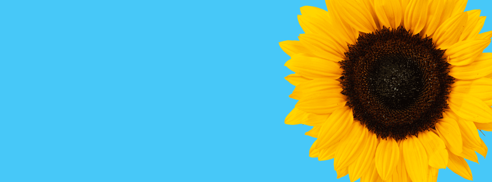 Sunflower website banner