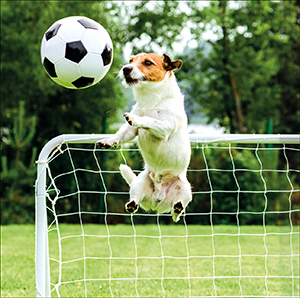Dog playing football card