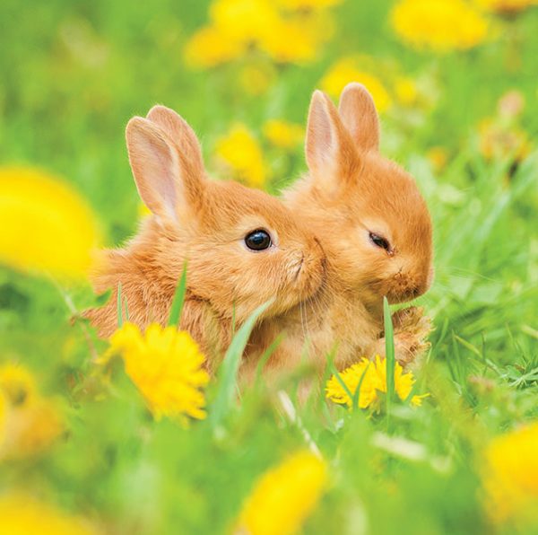 bunny card